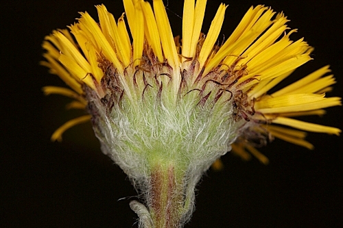 Pulicaria dysenterica (L.) Bernh.