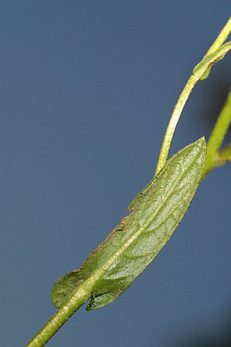 Pulicaria odora (L.) Rchb.