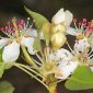 Pyrus bourgaeana Decne