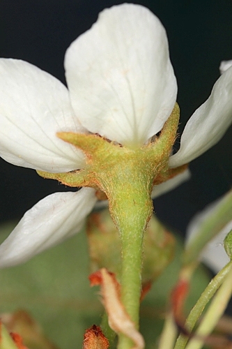 Pyrus bourgaeana Decne