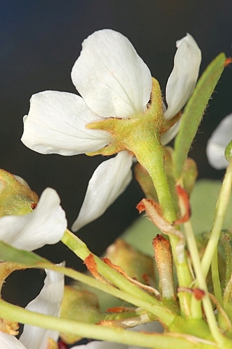 Pyrus bourgaeana Decne