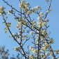 Pyrus bourgaeana Decne