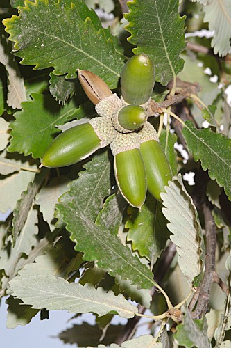 Quercus canariensis (Willd.)