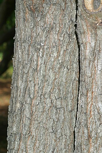 Quercus canariensis (Willd.)