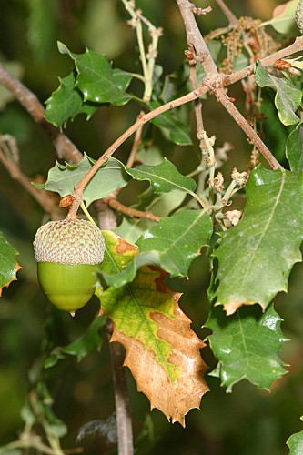 Quercus faginea subsp. faginea Lam.