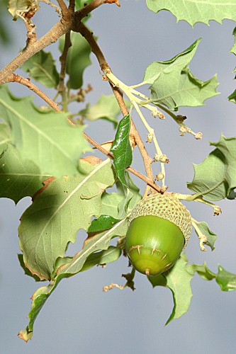 Quercus faginea subsp. faginea Lam.