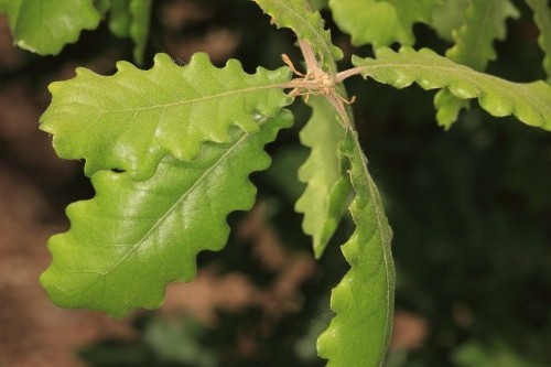 Quercus lusitanica Lam.