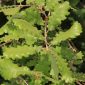 Quercus lusitanica Lam.