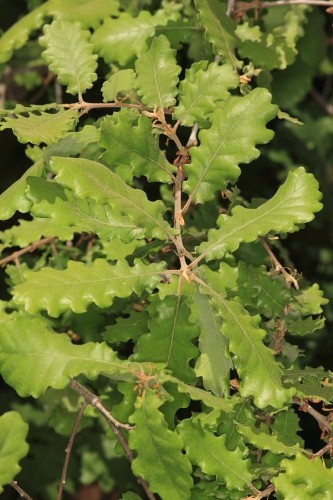 Quercus lusitanica Lam.