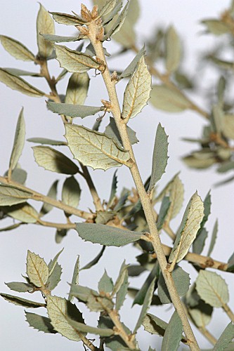 Quercus ilex subsp. ilex L.
