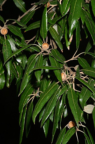 Quercus ilex subsp. ilex L.