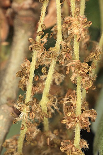 Quercus pyrenaica Willd.