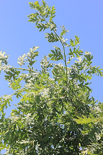 Quercus pyrenaica Willd.