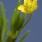 Ranunculus arvensis L.