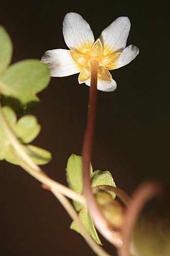 Ranunculus baudotii Godr.