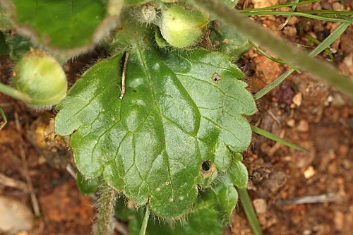 Ranunculus bullatus L.