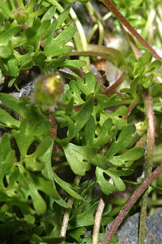 Ranunculus demissus DC.