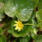 Ranunculus ficaria subsp. ficaria L.