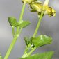 Ranunculus ficaria subsp. ficaria L.