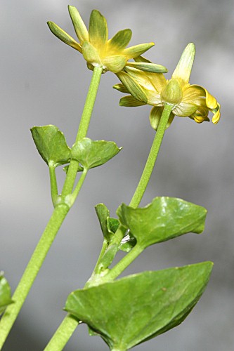 Ranunculus ficaria subsp. ficaria L.