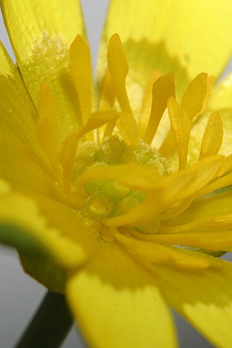 Ranunculus ficaria subsp. ficaria L.