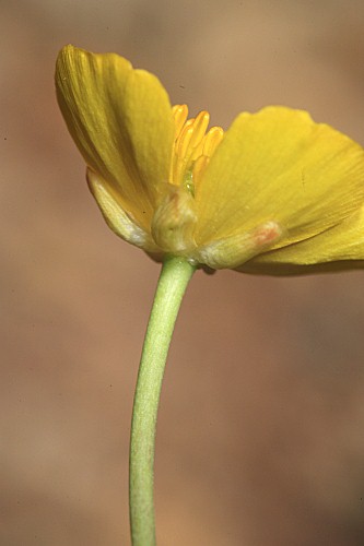 Ranunculus gramineus L.
