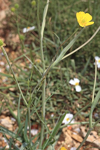 Ranunculus gramineus L.