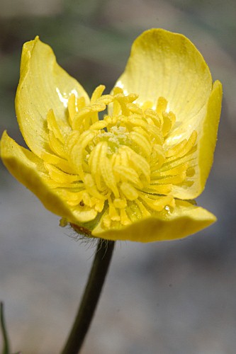 Ranunculus granatensis Boiss.