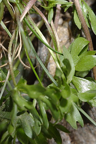 Ranunculus granatensis Boiss.