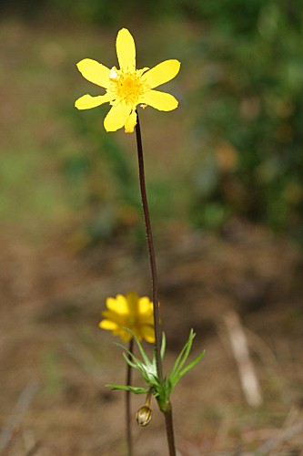 Ranunculus acris subsp. despectus M. Laí­nz