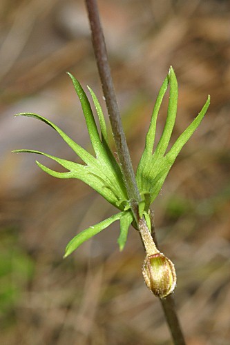 Ranunculus acris subsp. despectus M. Laí­nz