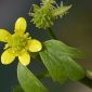 Ranunculus muricatus L.