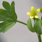 Ranunculus muricatus L.