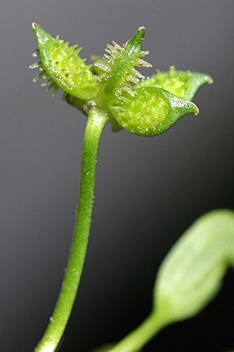 Ranunculus muricatus L.