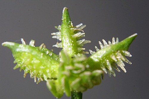 Ranunculus muricatus L.