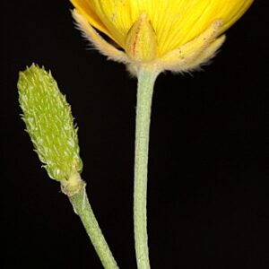 Ranunculus paludosus Poir.