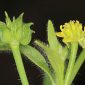 Ranunculus parviflorus L.