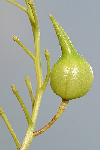 Raphanus raphanistrum subsp. landra (Moretti ex DC.) Bonnier & Layens