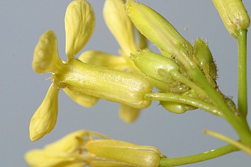 Raphanus raphanistrum subsp. landra (Moretti ex DC.) Bonnier & Layens