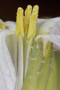 Raphanus sativus L.