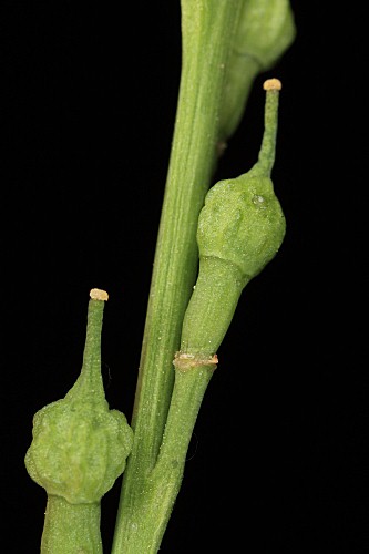 Rapistrum rugosum subsp. rugosum (L.) All.