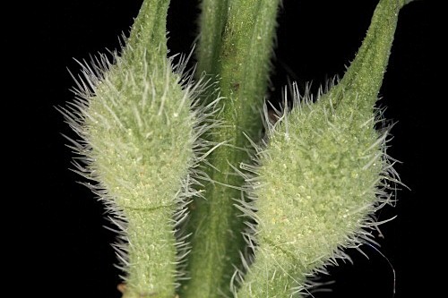 Rapistrum rugosum subsp. rugosum (L.) All.