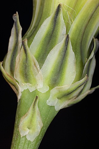 Reichardia intermedia (Schultz Bip.) Samp.