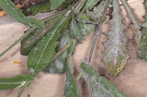 Reichardia intermedia (Schultz Bip.) Samp.