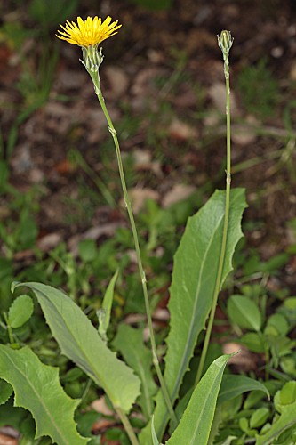 Reichardia picroides (L.) Roth