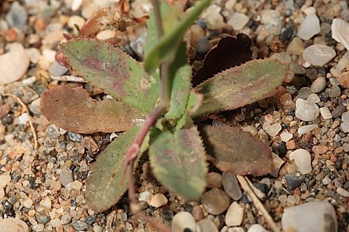 Reichardia tingitana (L.) Roth