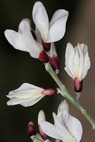 Retama monosperma (L.) Boiss.