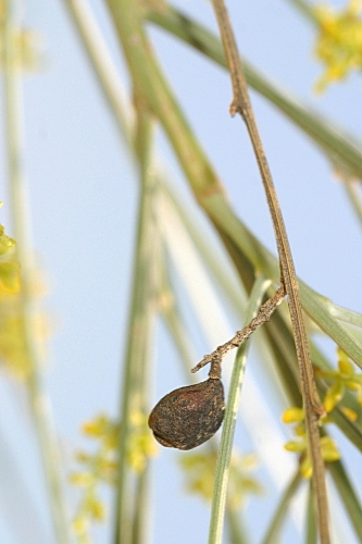 Retama sphaerocarpa (L.) Boiss.
