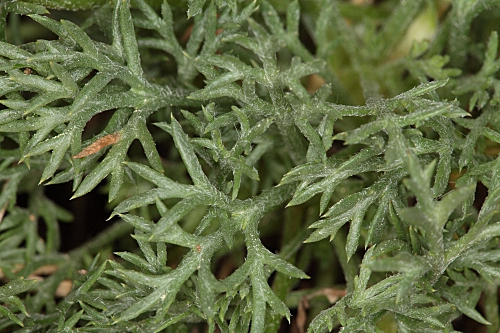 Rhodanthemum arundanum (Boiss.) B. H. Wilcox et al.