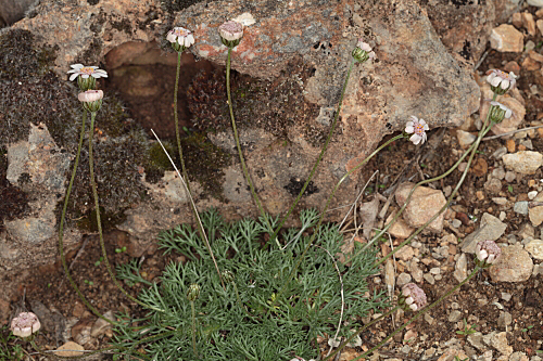 Rhodanthemum arundanum (Boiss.) B. H. Wilcox et al.